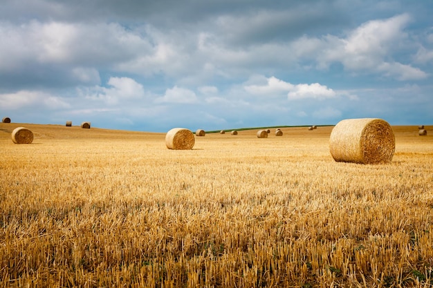 Trockene Strohballen auf dem Feld nach der Ernte