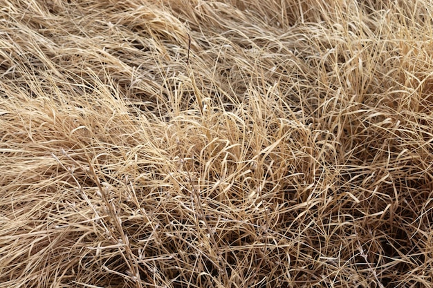 Trockene und gelbe Gräser in der Herbstsaison