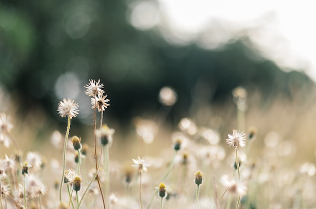 trockene und welke Blume