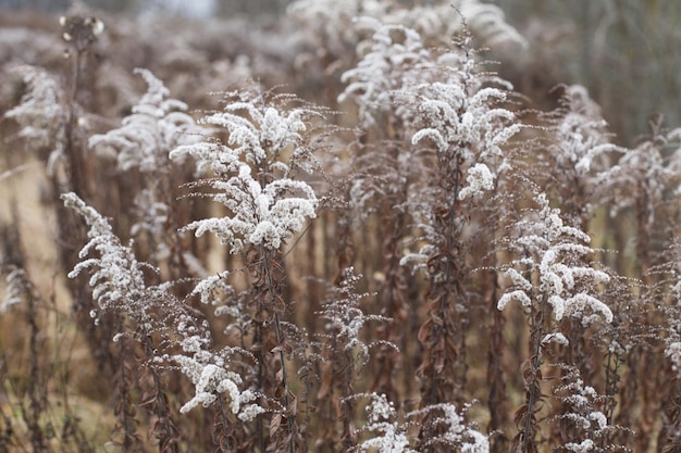 Trockene weiche Blumen im Feld auf beigem Hintergrund