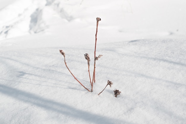 Trockene Wildblume in einer Schneeverwehung. Sonniger Tag im verschneiten Winter.