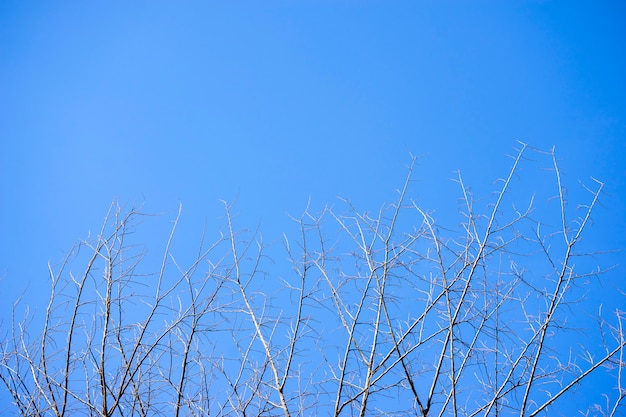 Trockene Zweige mit blauem Himmel mögen den Tod mit Licht.