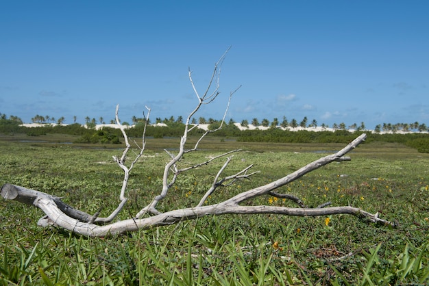 Trockener Ast in den feuchten Feldern nahe den Dünen und dem Meer von Mangue Seco Beach, Bahia, Brasilien