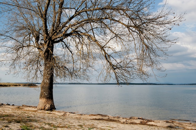 Trockener Baum am Fuß eines Sees