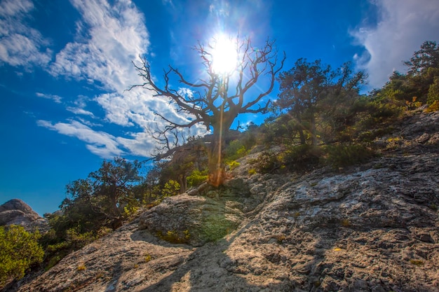 Trockener Baum auf einem Felsen in der Sonne gegen den blauen Himmel