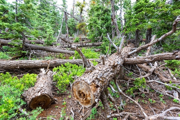 Trockener Baum im Wald