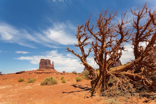 Trockener Baum in der Wüste von Monument Valley