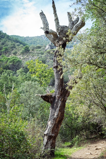 Trockener Baum inmitten einer Naturlandschaft mit Bergen und Himmel im Hintergrund