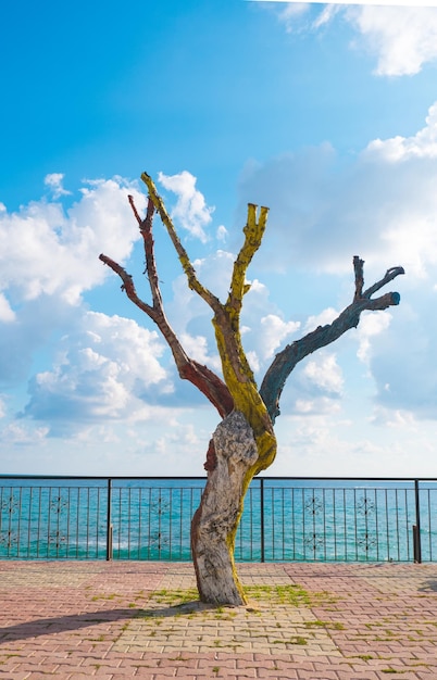 Trockener Baum mit hellen Farben auf dem Damm von Alanya Türkei Dekor auf der Straße