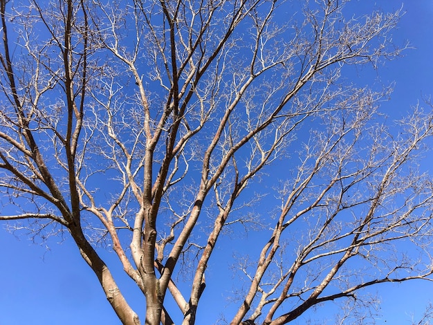 Trockener Baum mit vielen dünnen Ästen auf blauem Himmelshintergrund