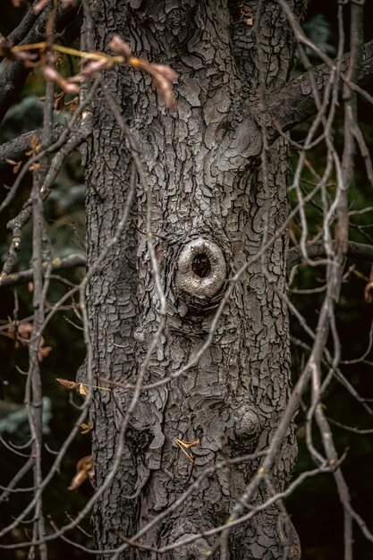 Trockener Baum. Rindenstruktur. Hohl am Stamm. Waldbild. Gotisch. Die Natur schläft. Herbstpark