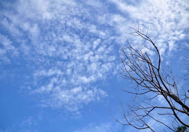 trockener Baum und blauer Himmel