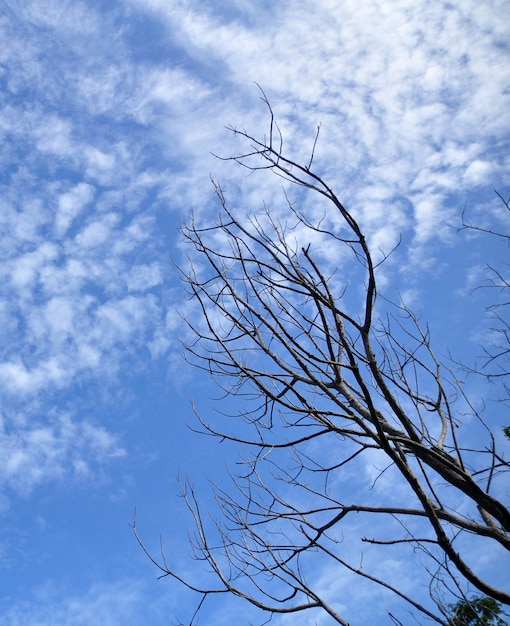 Foto trockener baum und blauer himmel