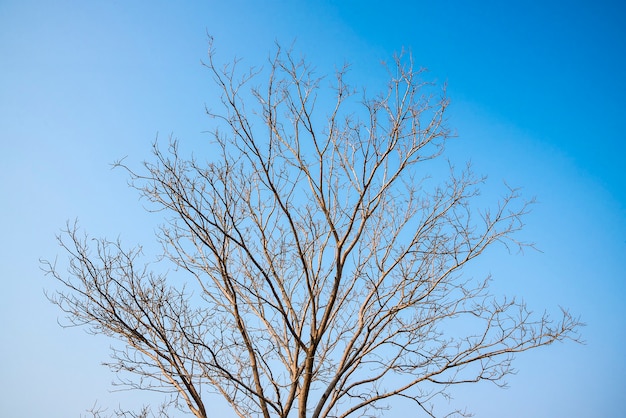 Foto trockener baum