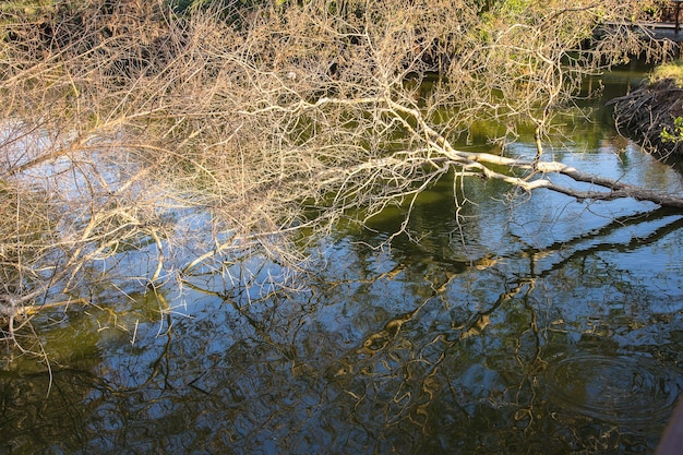 Trockener Baum