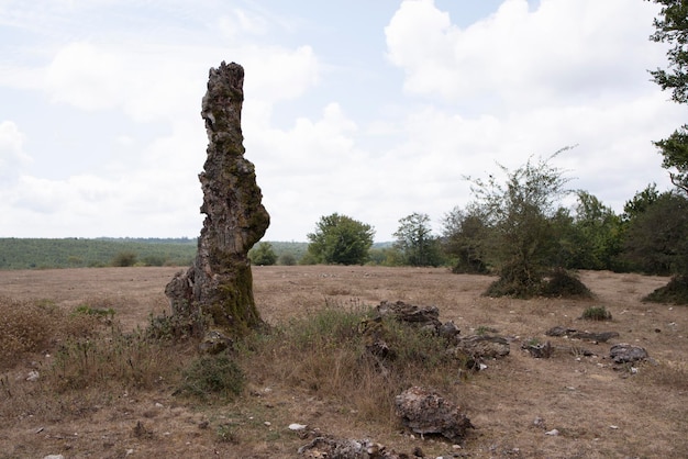 Trockener Baumstamm im Berg