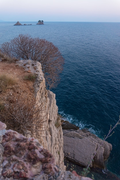 Trockener Busch auf einem Felsen gegen das blaue Meer