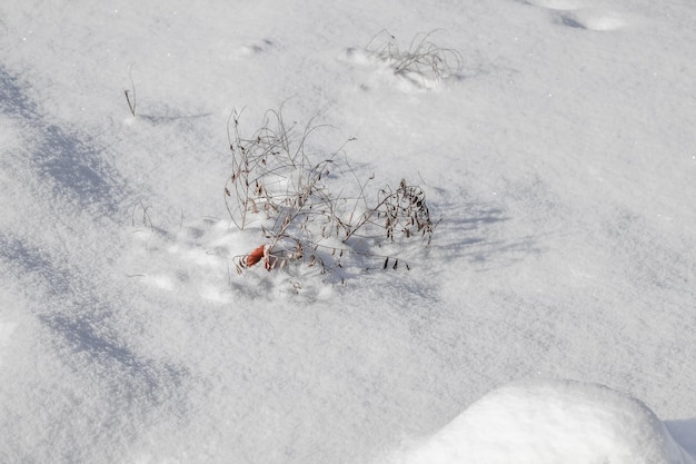 Trockener Busch vor dem Hintergrund weißer schneetrockener Äste Grasschnee im Winter