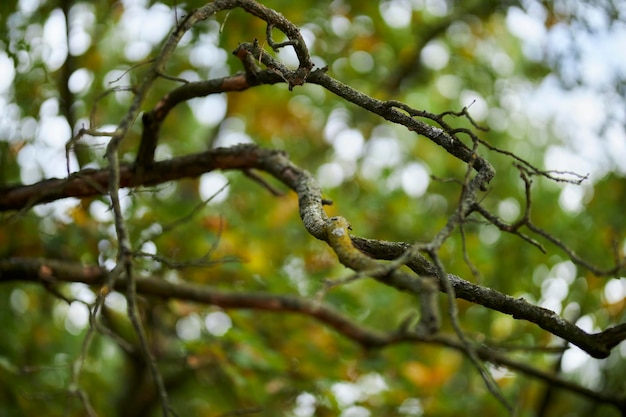 trockener Eichenzweig ohne Blätter, auf verschwommenem Hintergrund des Waldes, Nahaufnahme