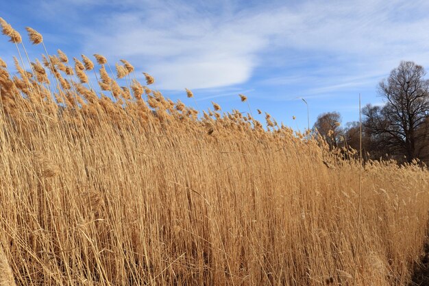 Trockener, flauschiger Schilf-Naturhintergrund