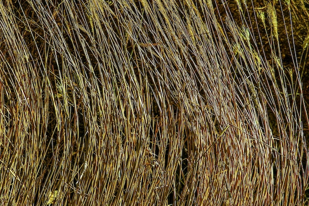 Trockener Gras-Hintergrund Trockene Panikeln von Miscanthus sinensis schwanken im frühen Frühling im Wind