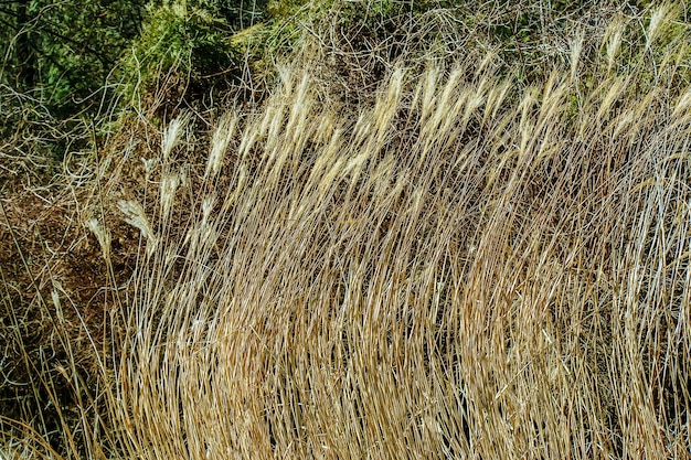 Trockener Gras-Hintergrund Trockene Panikeln von Miscanthus sinensis schwanken im frühen Frühling im Wind