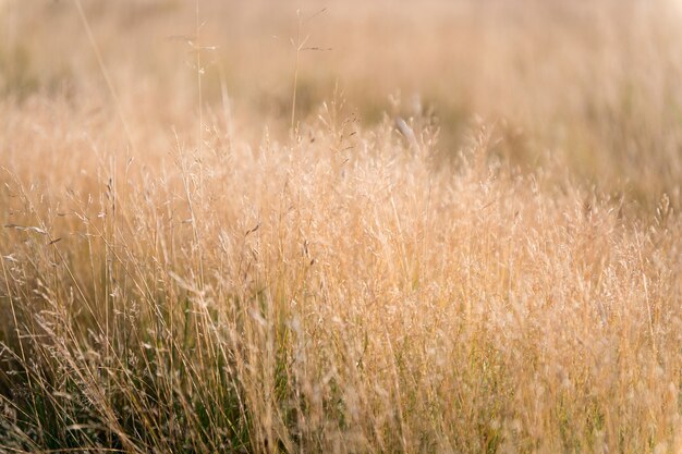 Trockener Grashintergrund. Natur, Ökologie und Erntekonzept. trockenes Grasfeld mit Ährchenpflanze mit warmem Lichtmorgen. trockene Grasfeldweide im Sonnenuntergangsonnenlicht. Plantage. Natur genießen.