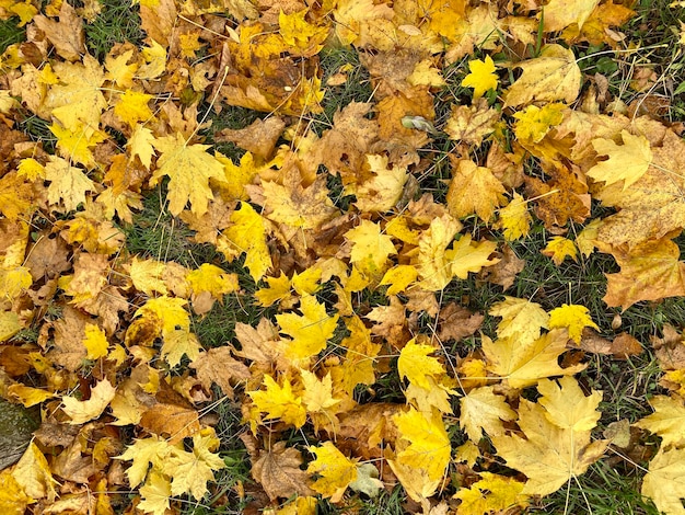 Trockener Herbstlaubhintergrund, perfekter Öko-Konzepthintergrund, Herbst