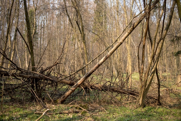 Trockener Laubwald im Frühjahr