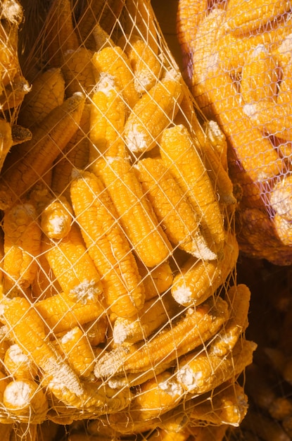 Trockener Mais auf der Maisfeldfarm vor der Tür Maiskörner in e-Taschen Maissamen