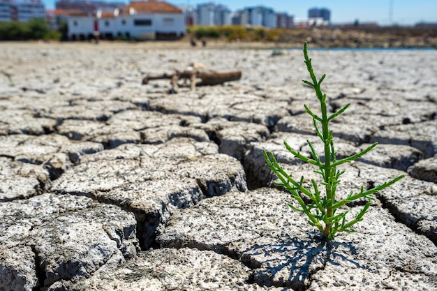 Trockener, rissiger Boden eines ausgetrockneten Flusses mit grüner Pflanze in Entwicklung im Zeichen der Wiedergeburt