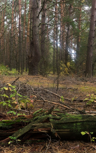 Trockener umgestürzter Baum im Herbstwald