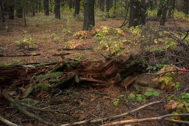 Trockener umgestürzter Baum im Herbstwald