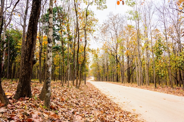 Trockener Wald entlang der Straße zum Park