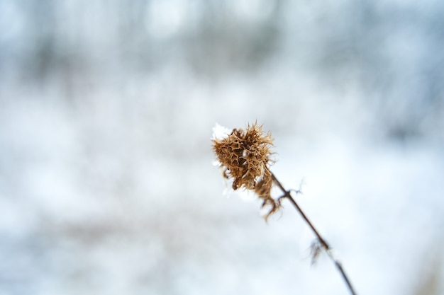 Trockener Zweig mit schneebedeckter Blume auf dem Winterfeld. Die Wintersaison beginnt.