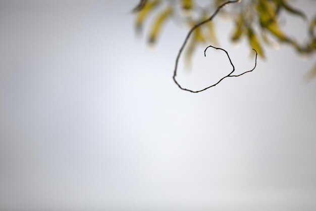 Foto trockener zweig vor klarem himmel