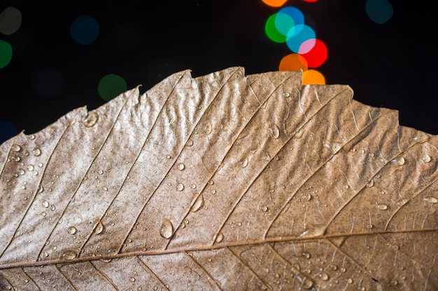 Trockenes Blatt auf einem Bokeh-Licht auf dunklem Hintergrund