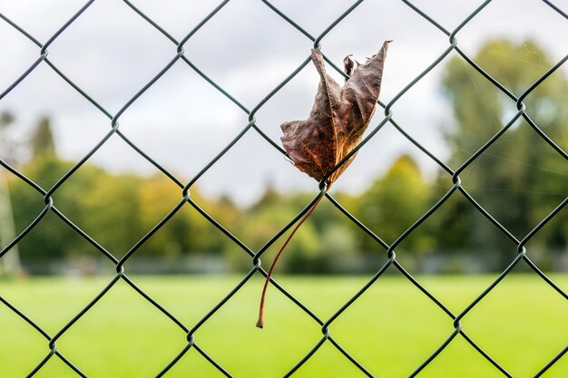 Trockenes Blatt auf einem Metallzaun