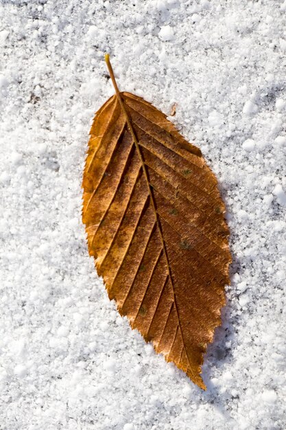 Trockenes Blatt auf einem weißen, schneebedeckten Hintergrund