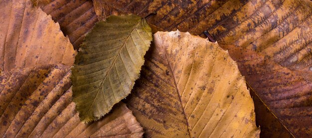 Trockenes Blatt, das auf anderen Blättern als Herbsthintergrund herausragt