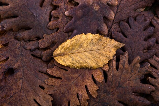 Trockenes Blatt, das auf anderen Blättern als Herbsthintergrund herausragt