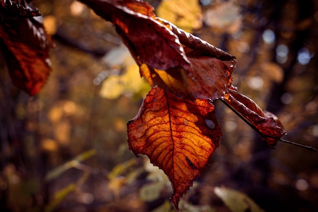 Trockenes Blatt einer Erle auf einem Ast im Abendlicht schöner unscharfer Herbsthintergrund