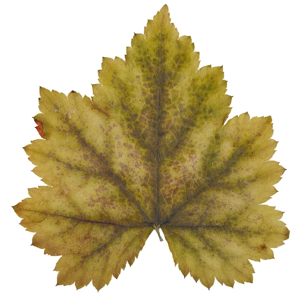 Trockenes Blatt Heuchera vom Herbarium lokalisiert auf weißem Hintergrund.