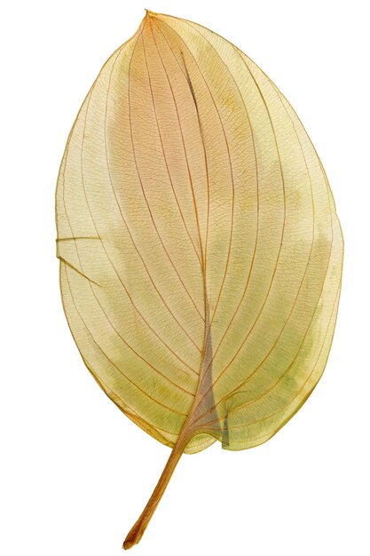 Trockenes Blatt Hosta aus Herbarium isoliert auf weißem Hintergrund.