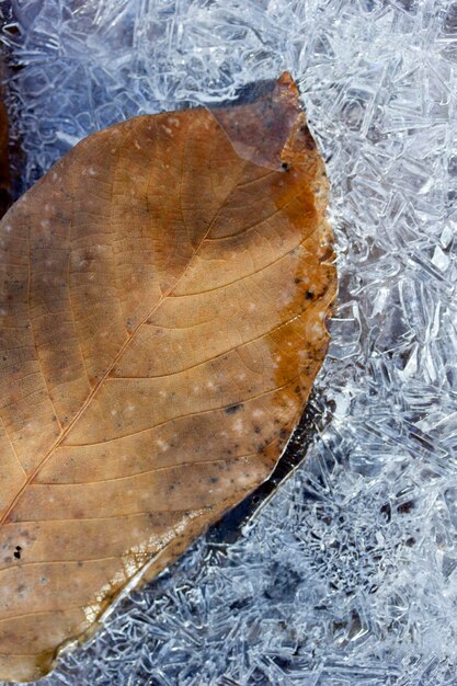 Trockenes Blatt im Schnee-Winter-Rahmen