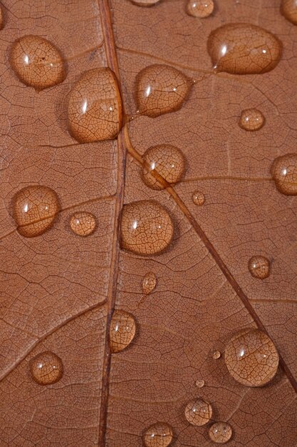 Trockenes Blatt mit Wassertropfen