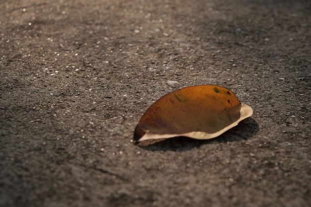 Trockenes Blatt und das Sonnenlicht