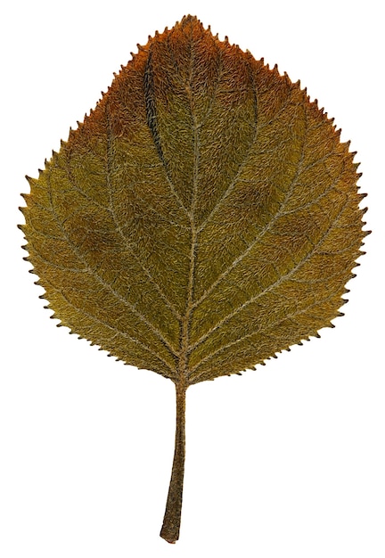 Foto trockenes blatt vom herbarium getrennt auf weißem hintergrund.