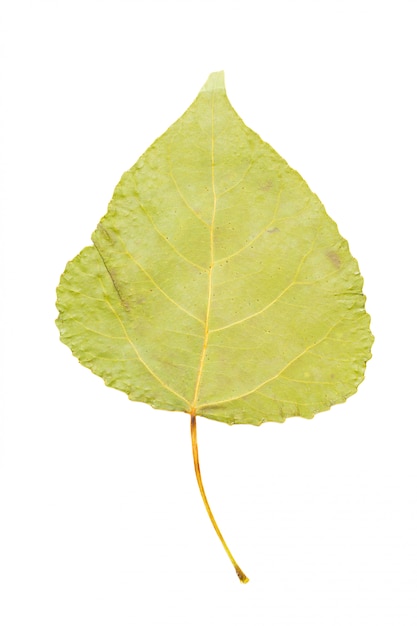 Trockenes Blatt