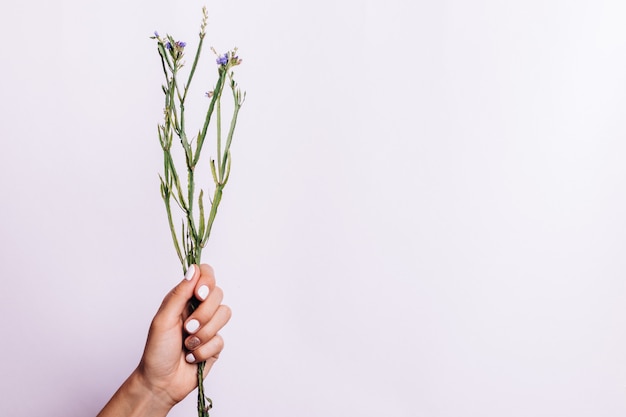 Trockenes Bündel Stämme ohne Blumen in einer weiblichen Hand mit einer Maniküre auf einem hellen Hintergrund